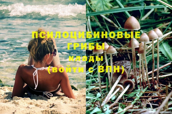 PSILOCYBIN Алзамай